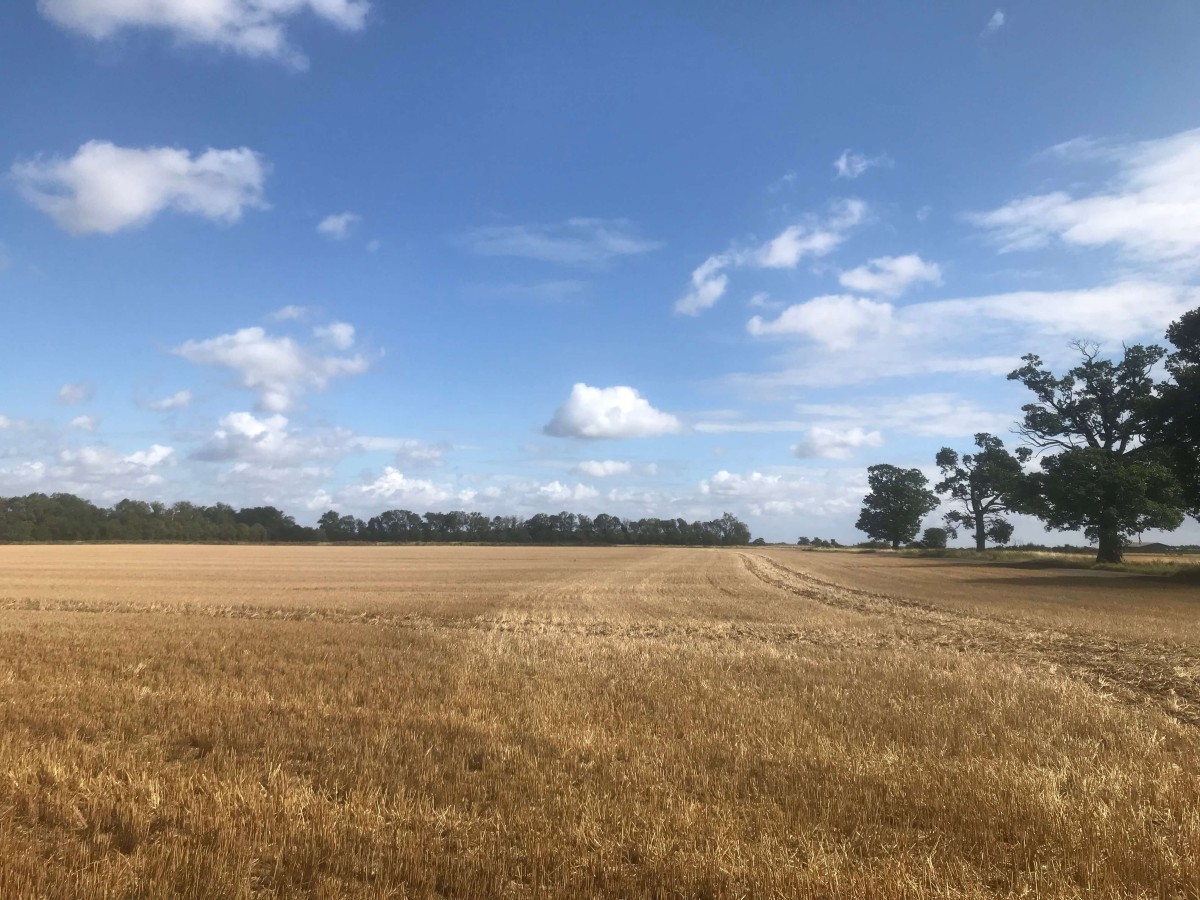 A vast harvested wheat field with golden stubble stretches under a blue sky with scattered clouds, a large oak tree standing alone to the right.
