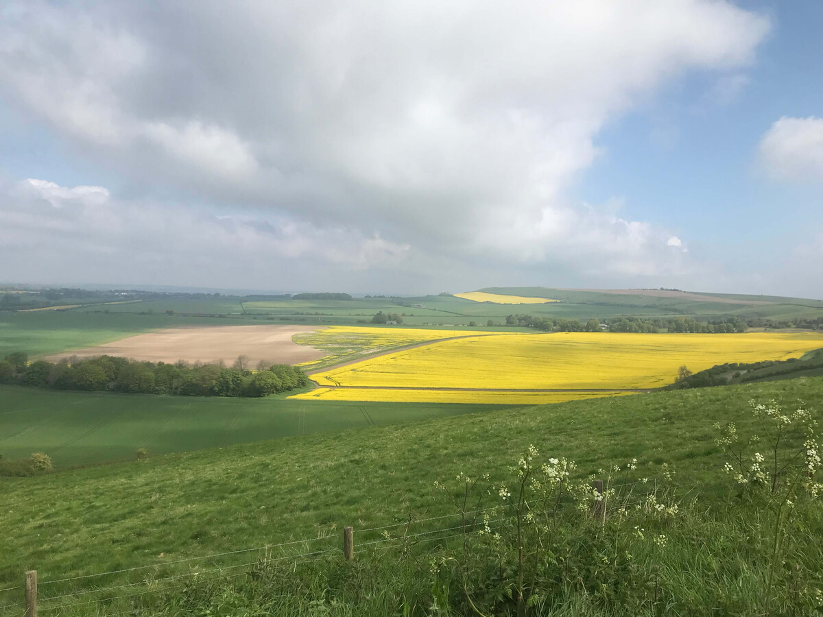 A sweeping view from the Ridgeway ridge looking down over a patchwork of green fields and a large bright yellow rapeseed field under a partly cloudy sky.