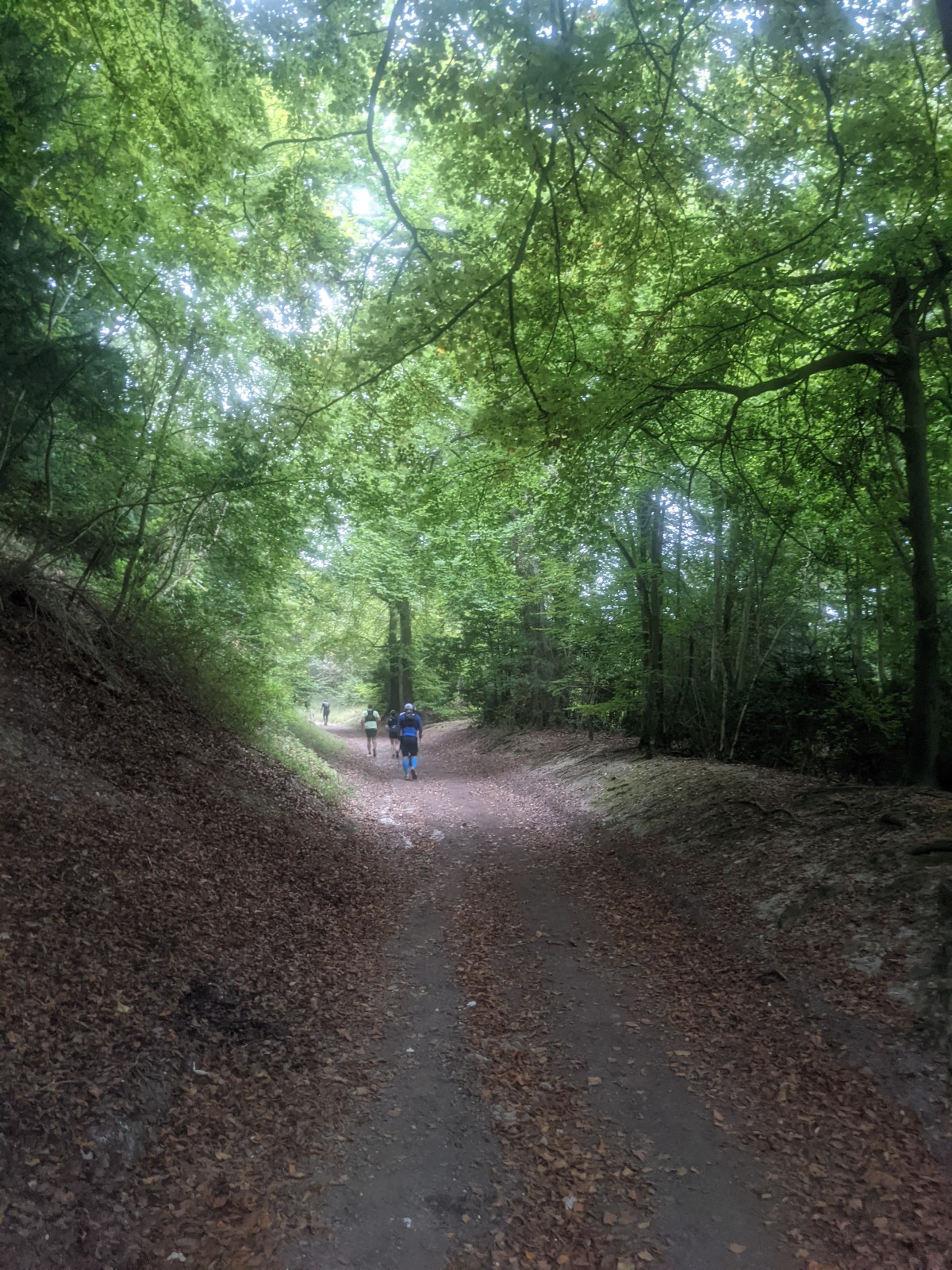 Runners head along a leaf-covered woodland path under a lush green tree canopy, sunlight breaking through the foliage ahead.